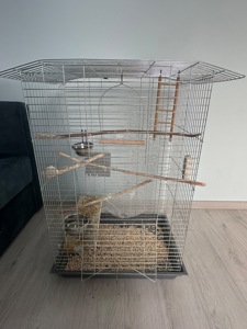 Продається папуга Монах Каліта (дівчинка)