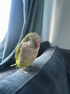 Продається папуга Монах Каліта (дівчинка)