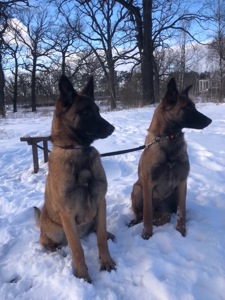 Цуценята Малінуа