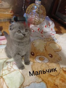 Вислоухая шотландская