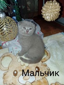 Вислоухая шотландская