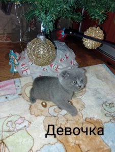 Вислоухая шотландская