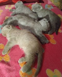 Вислоухая шотландская