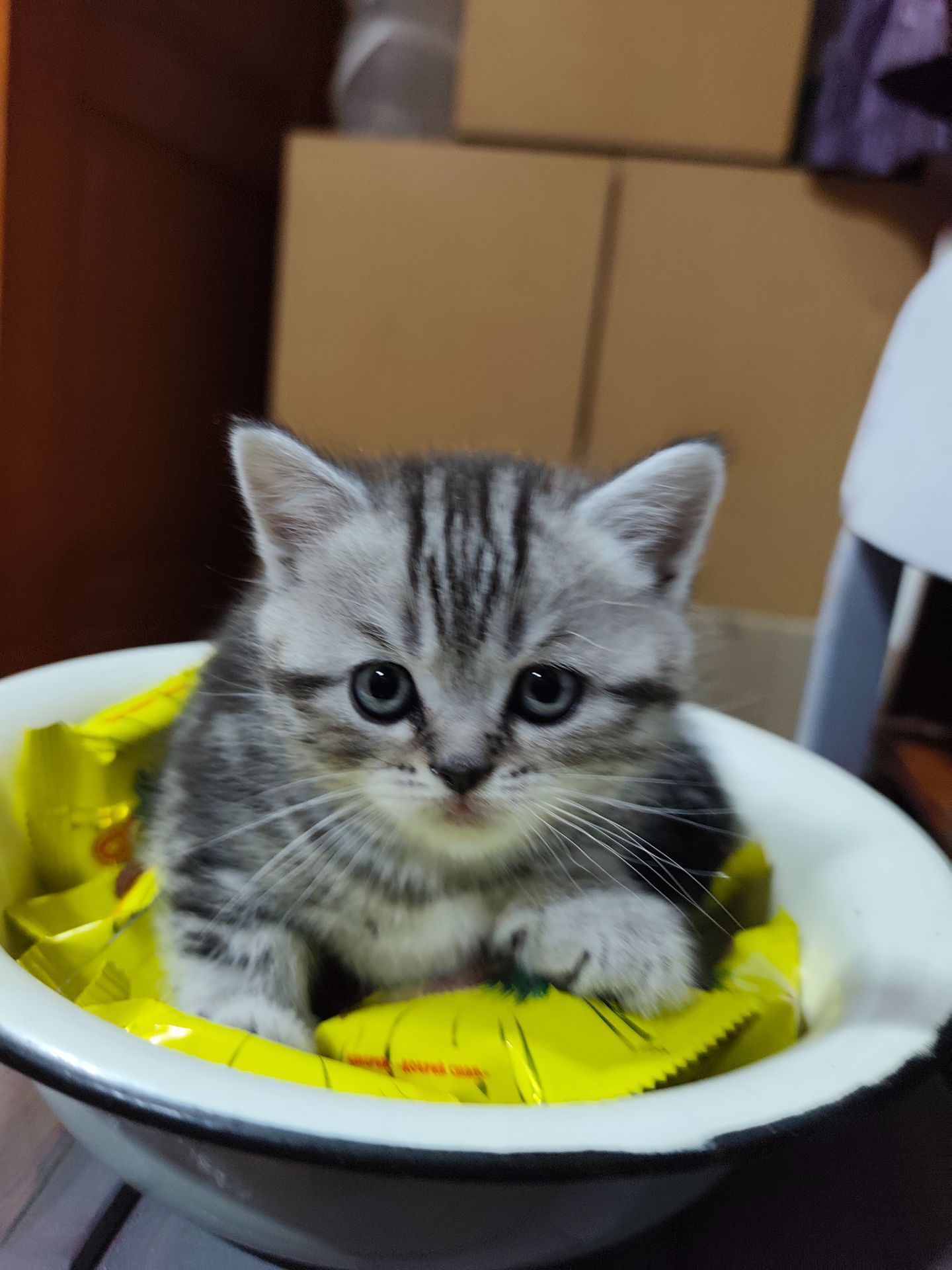 Котята шотландської породи