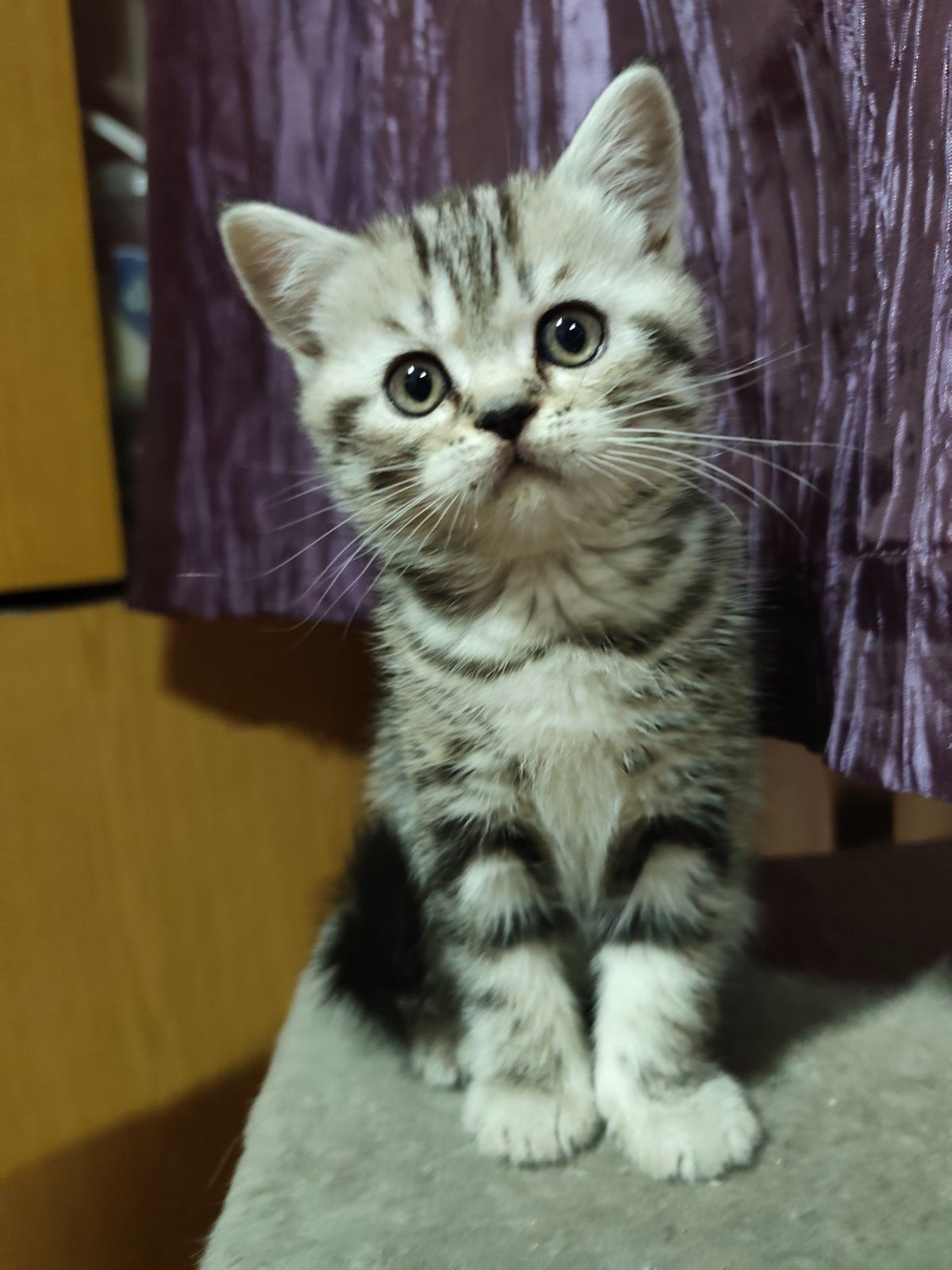 Котята шотландської породи