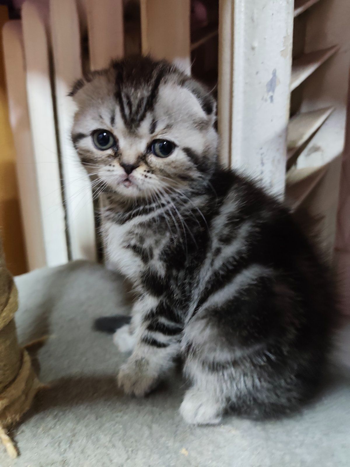 Котята шотландської породи