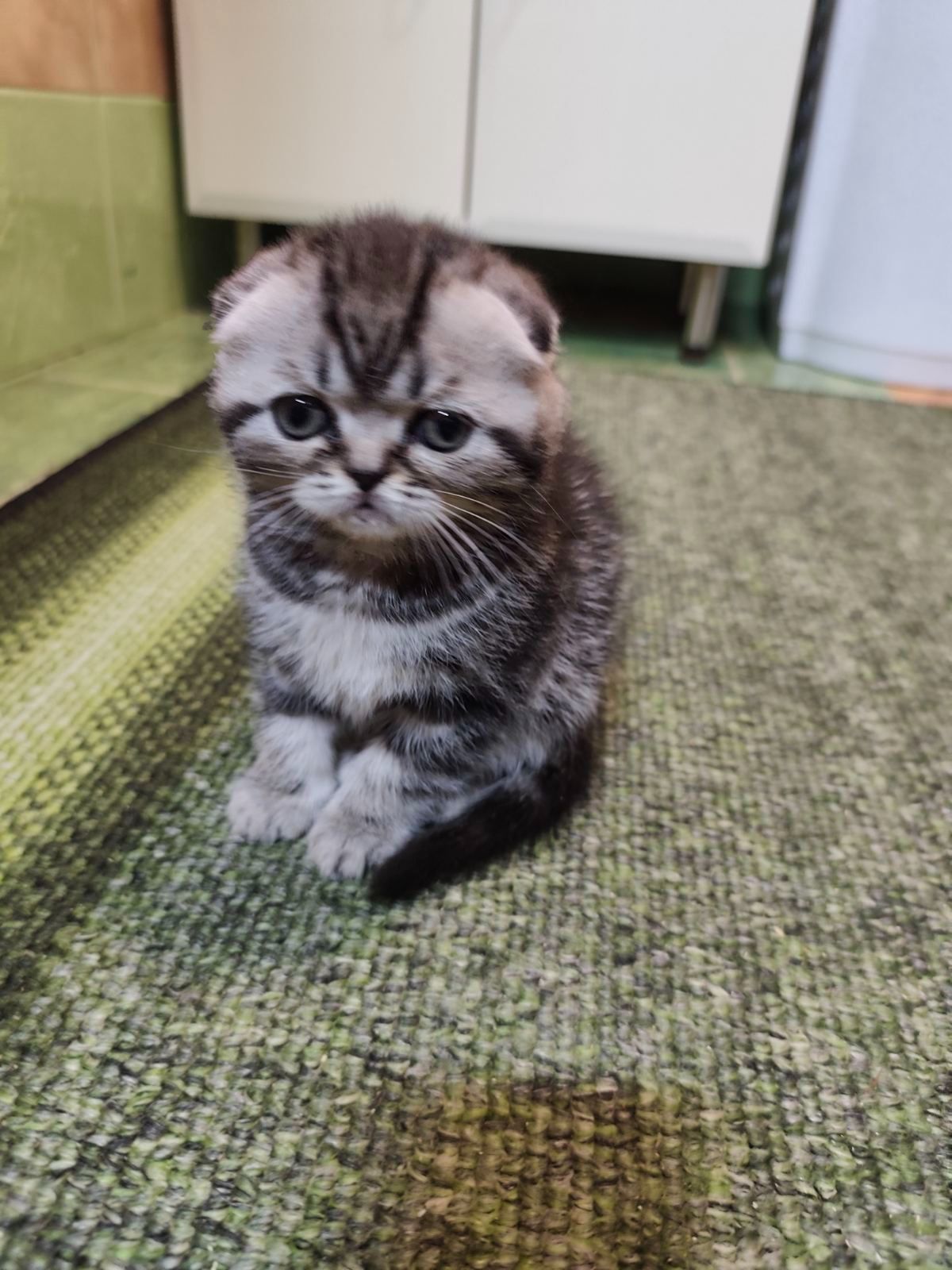 Котята шотландської породи