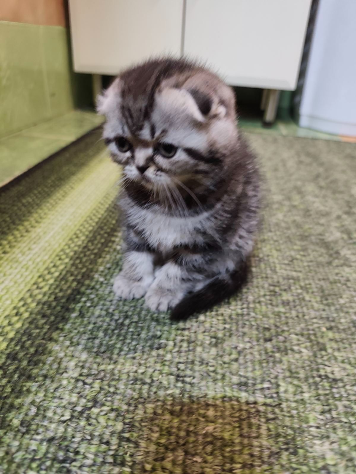 Котята шотландської породи