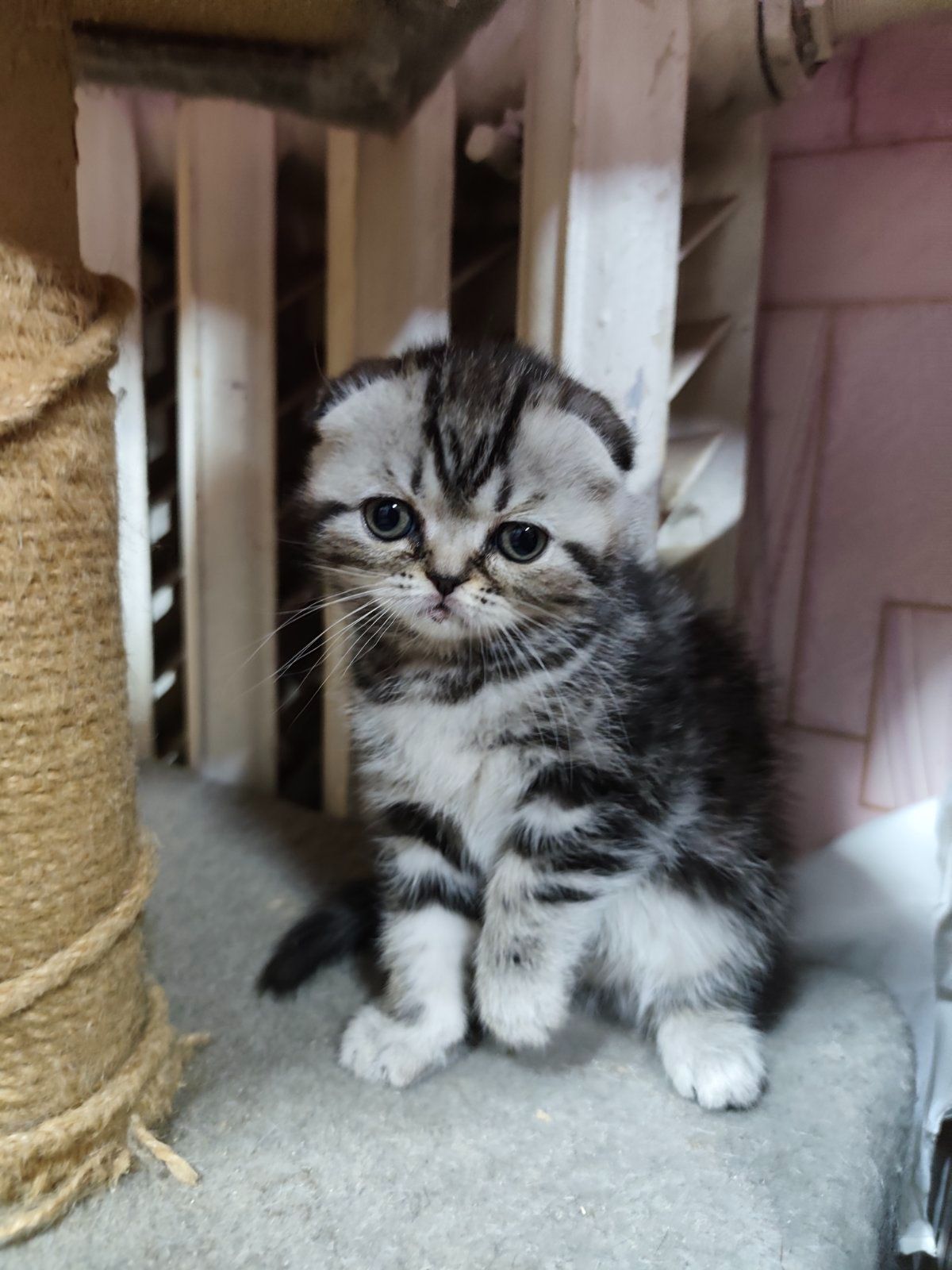 Котята шотландської породи