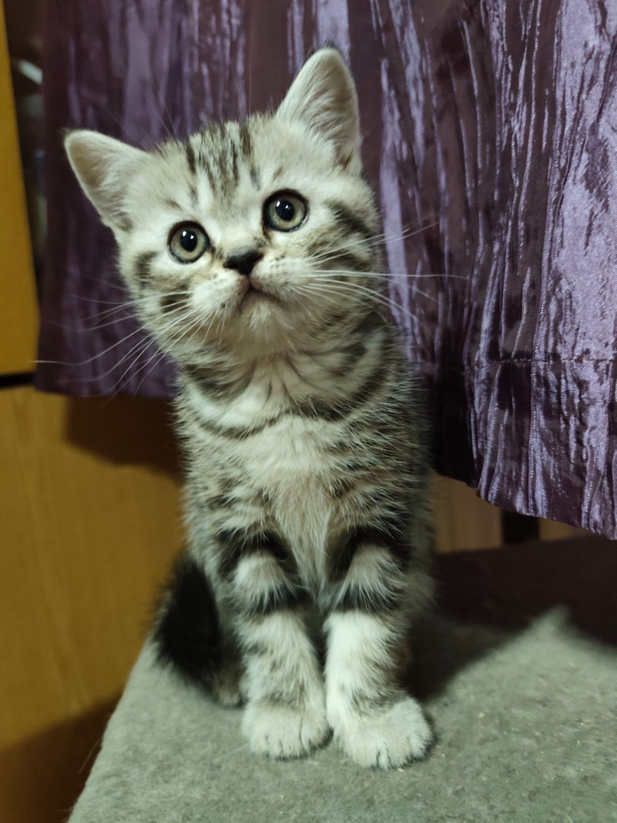 Котята шотландської породи