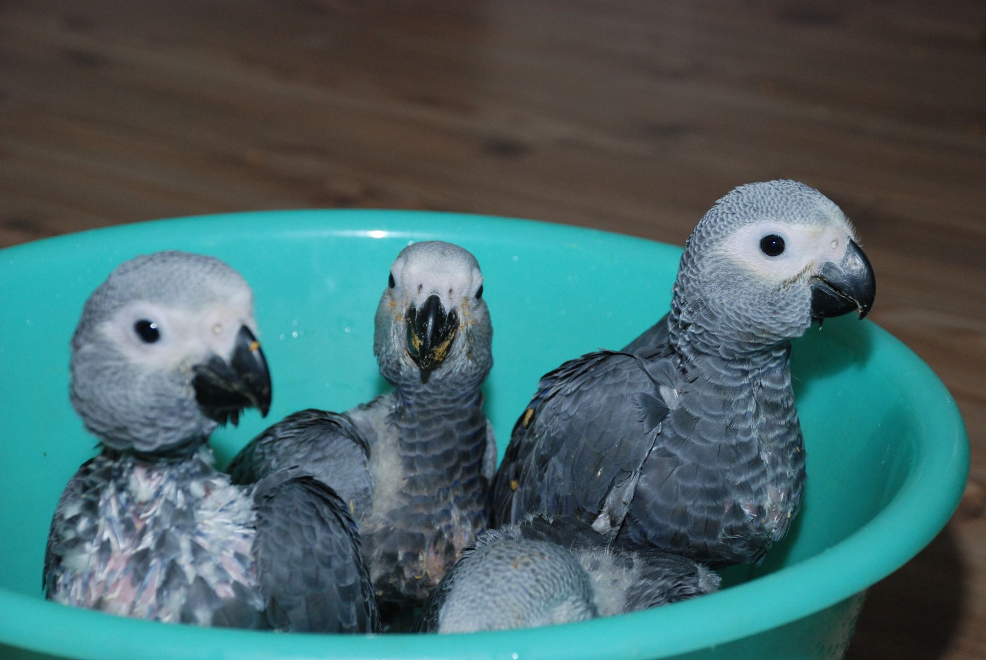 Жако - найкращий папуга для розмови