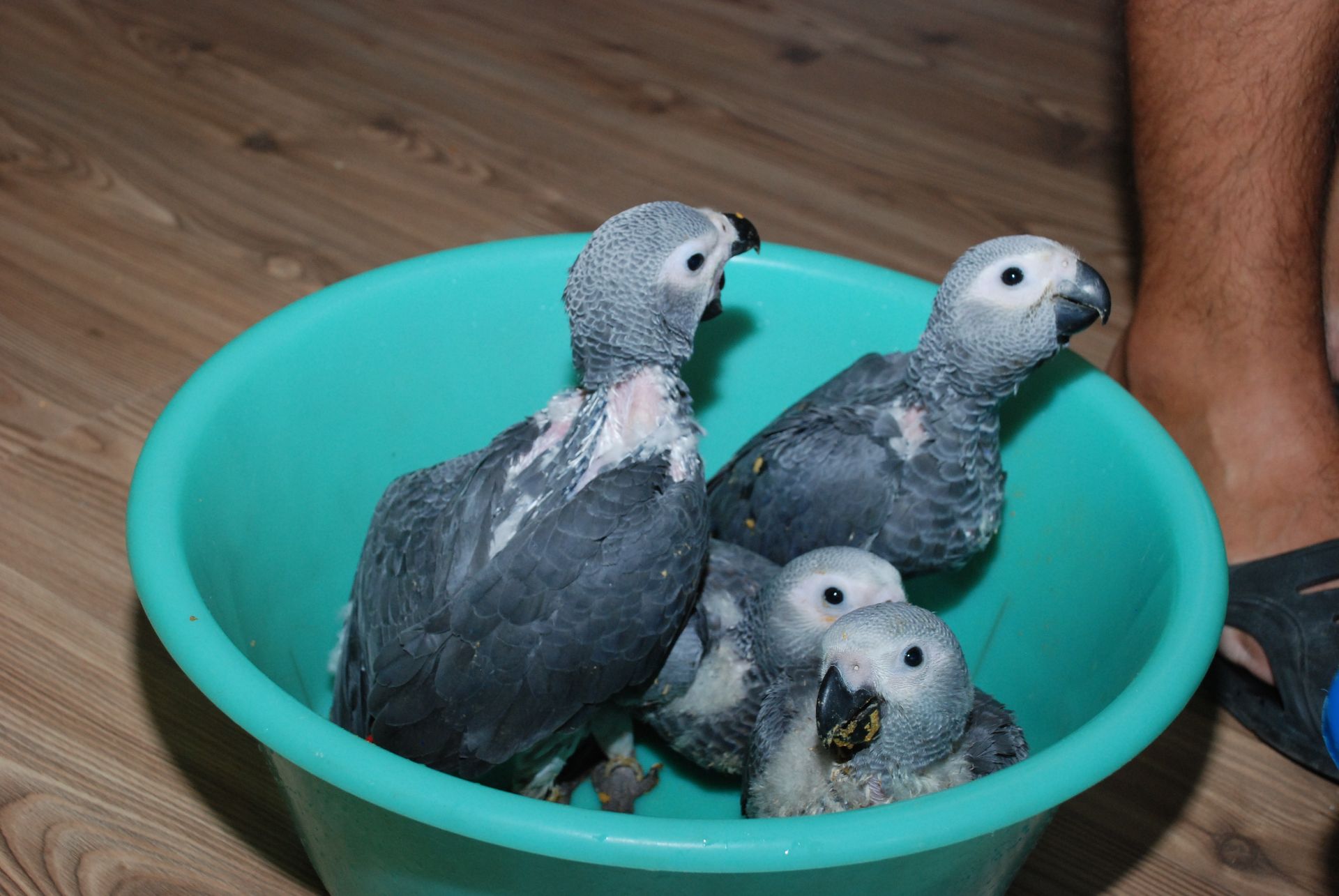 Жако - найкращий папуга для розмови