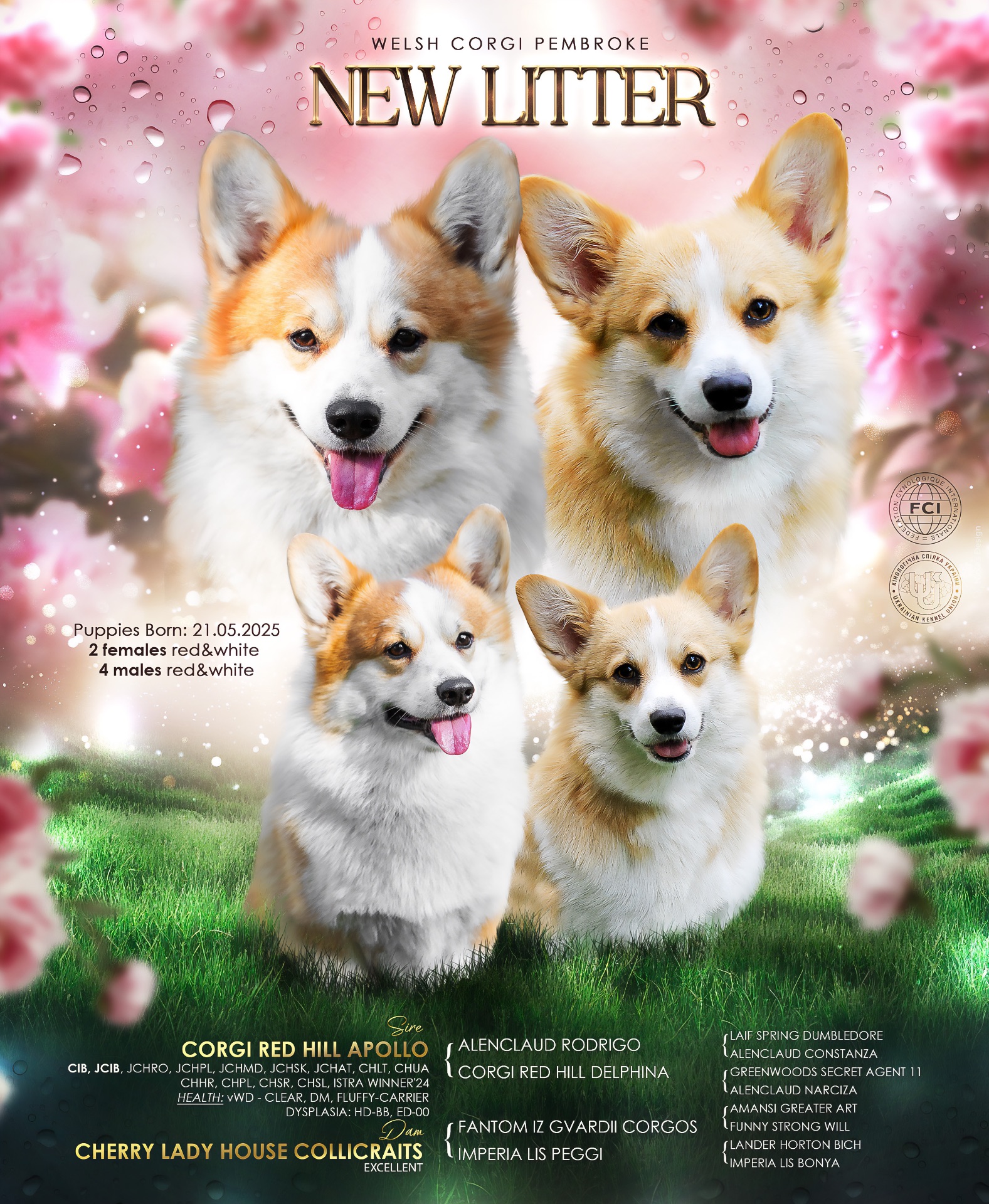 Чарівний хлопчик коргі пемброк