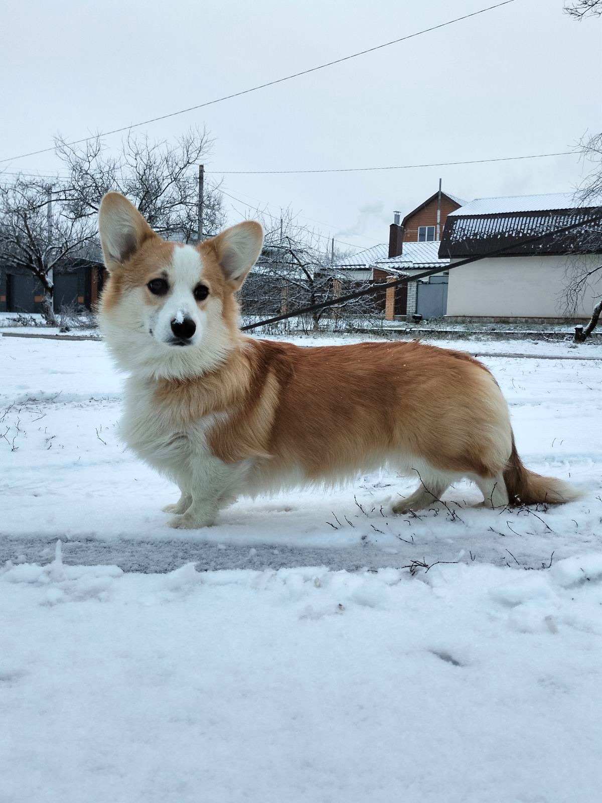 Чарівний хлопчик коргі пемброк