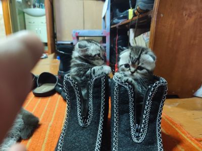 Котята шотландської породи