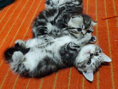 Котята шотландської породи