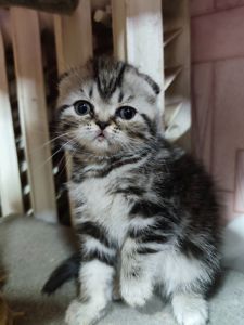 Котята шотландської породи