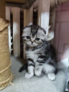 Котята шотландської породи