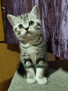 Котята шотландської породи