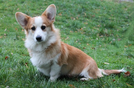 Чарівний хлопчик коргі пемброк