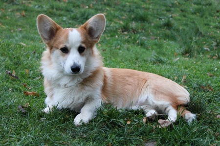 Чарівний хлопчик коргі пемброк