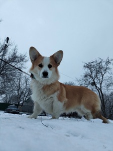 Чарівний хлопчик коргі пемброк