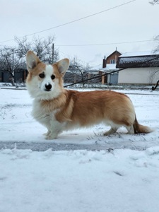 Чарівний хлопчик коргі пемброк