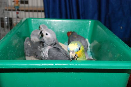 Жако - найкращий папуга для розмови