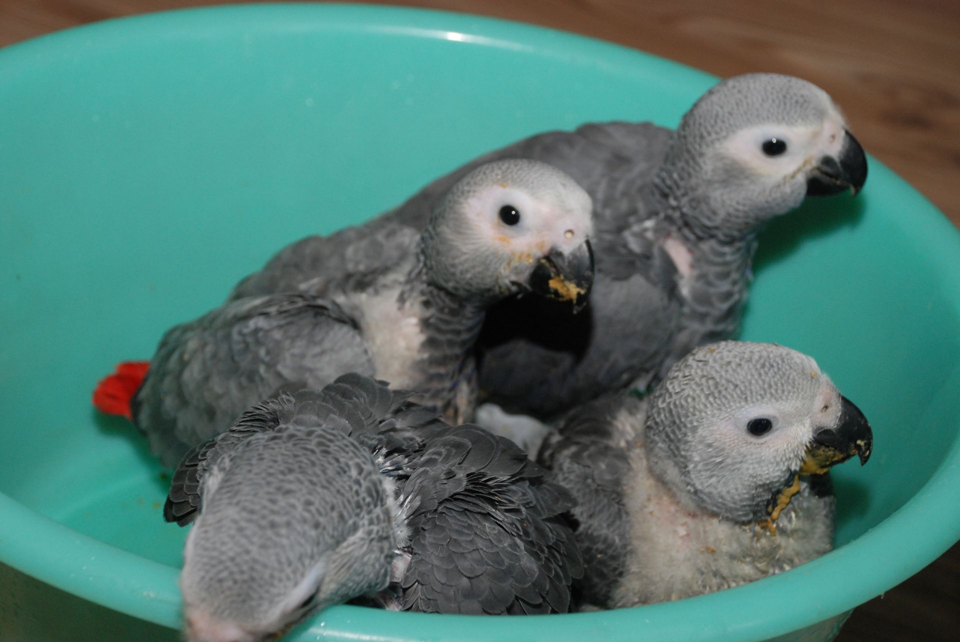 Жако - найкращий папуга для розмови