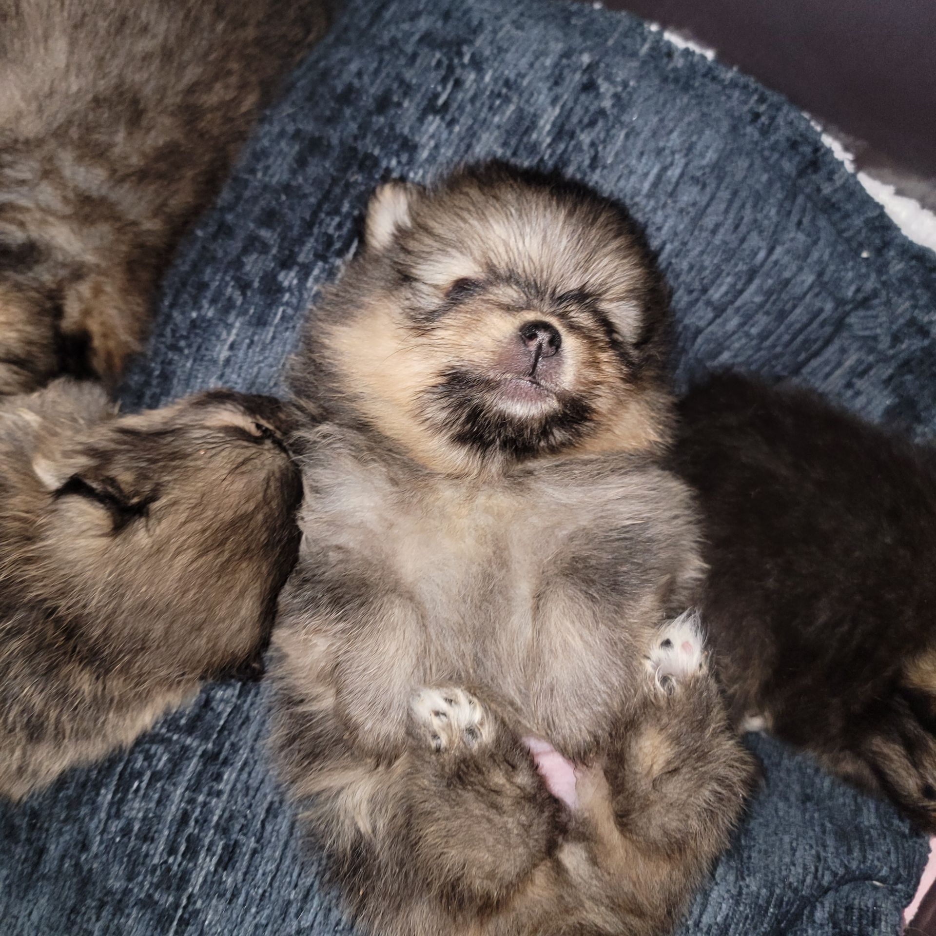 Красивые щенки в поисках новых родителей