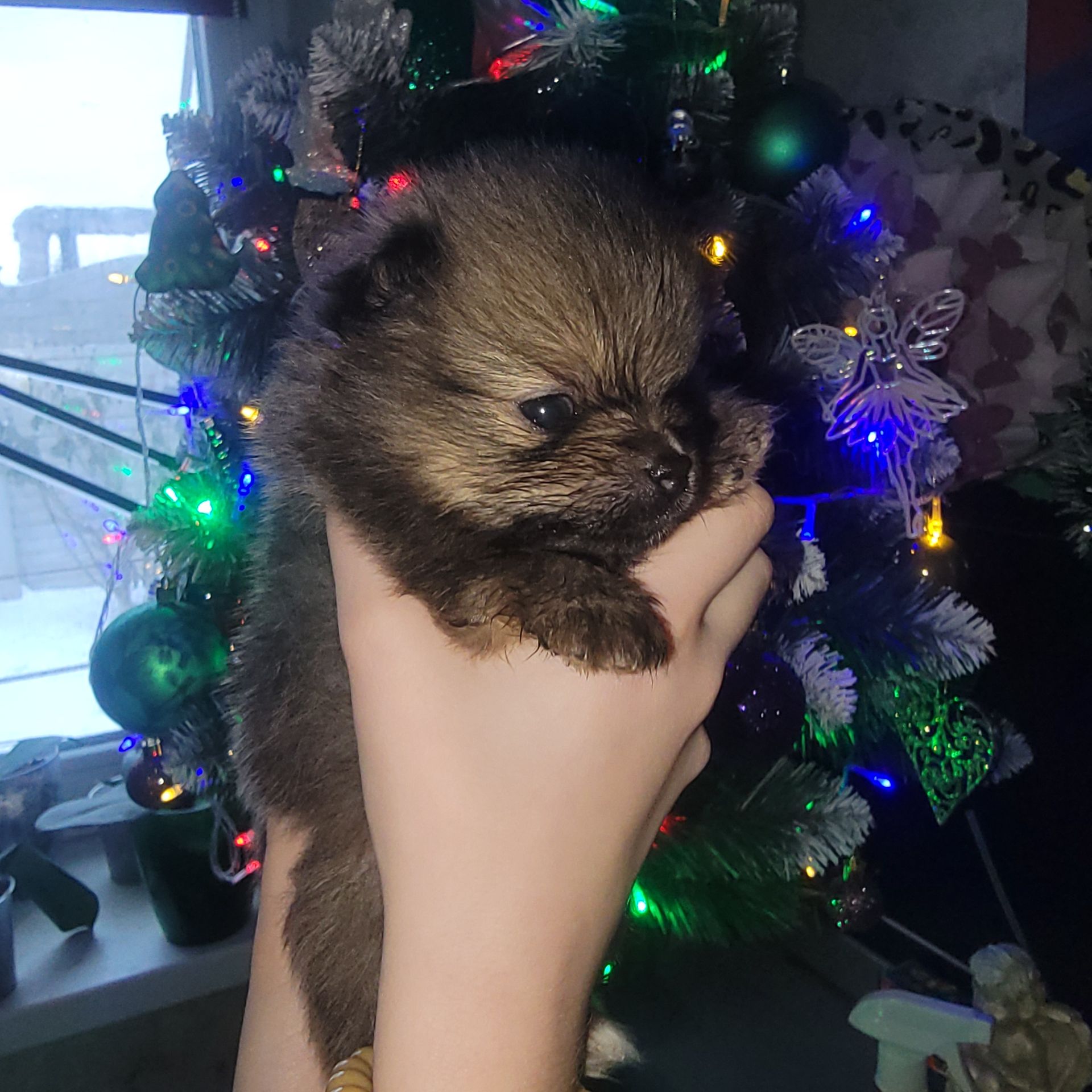 Красивые щенки в поисках новых родителей