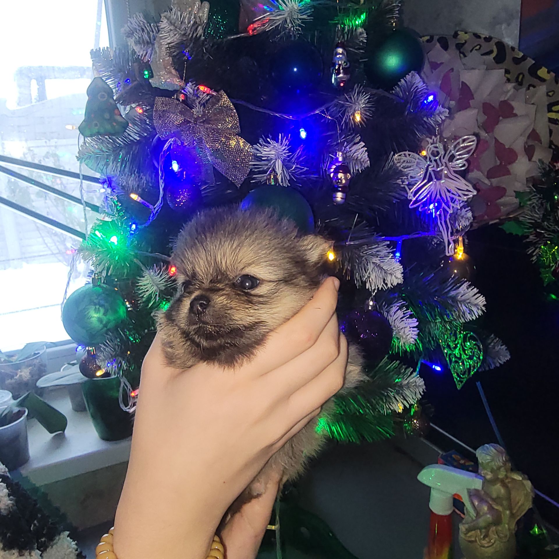 Красивые щенки в поисках новых родителей