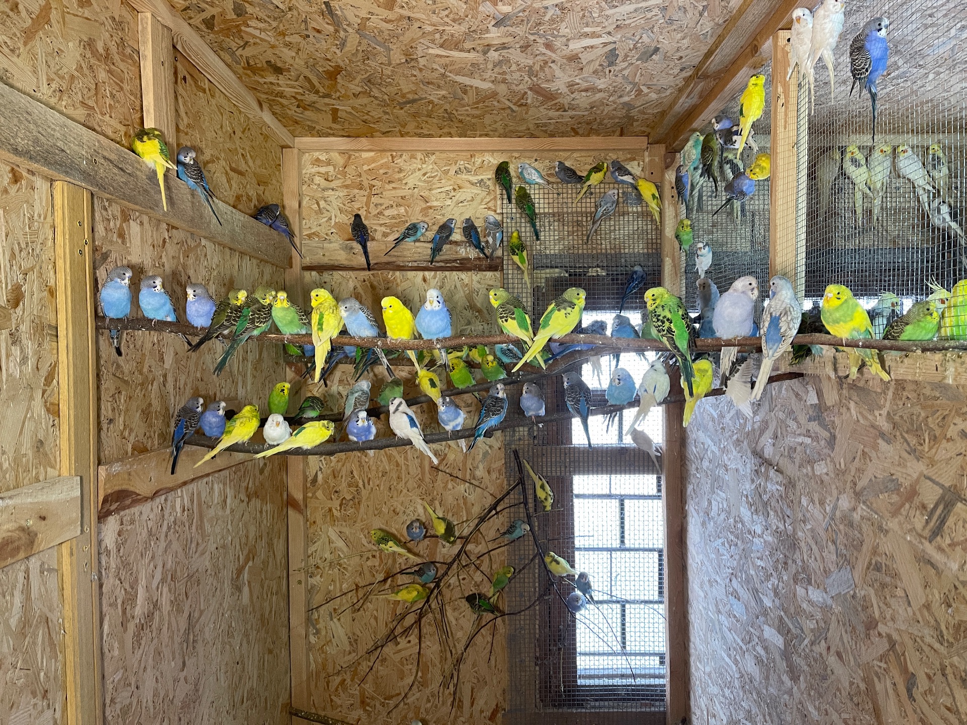 Хвилясті папужки