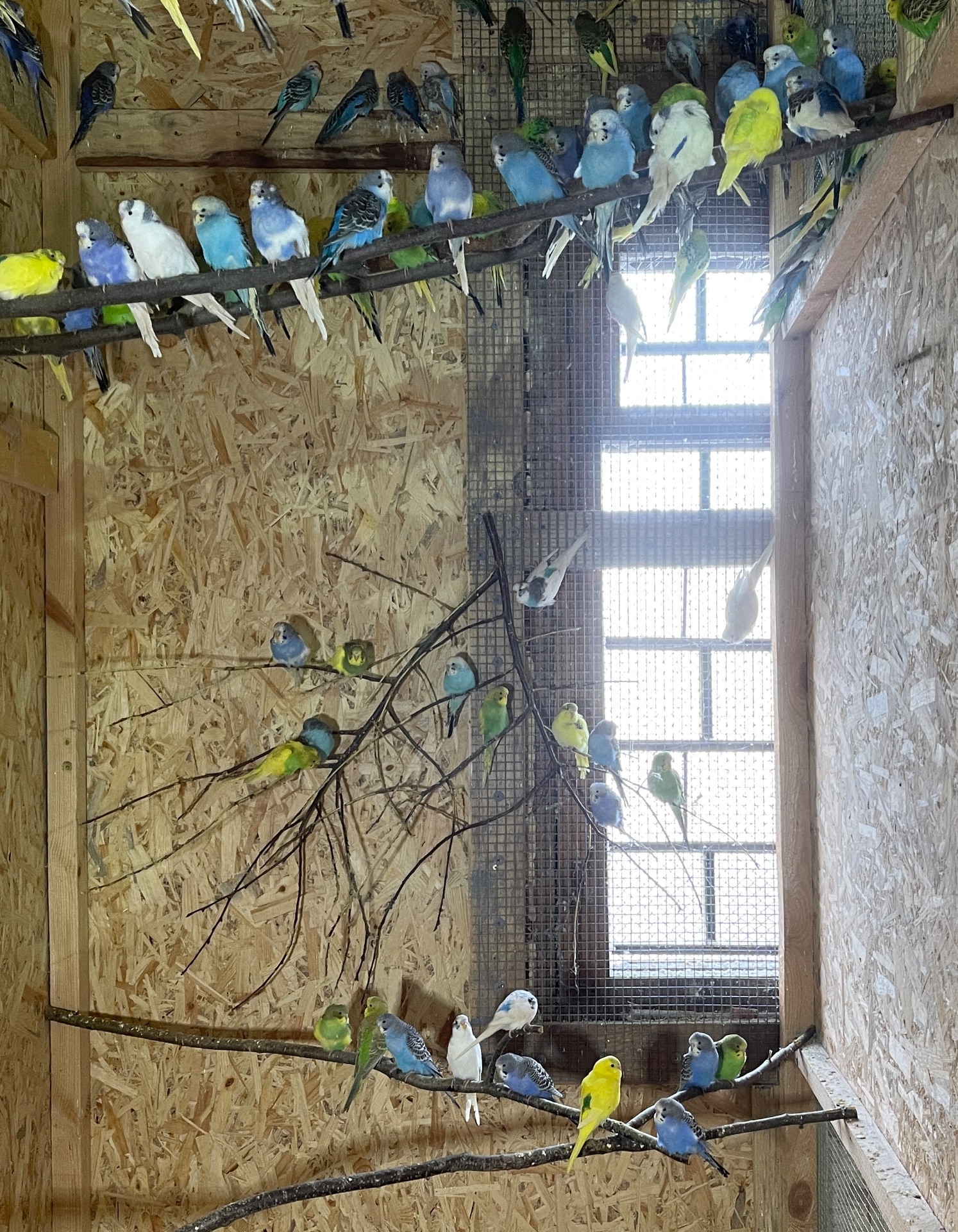 Хвилясті папужки