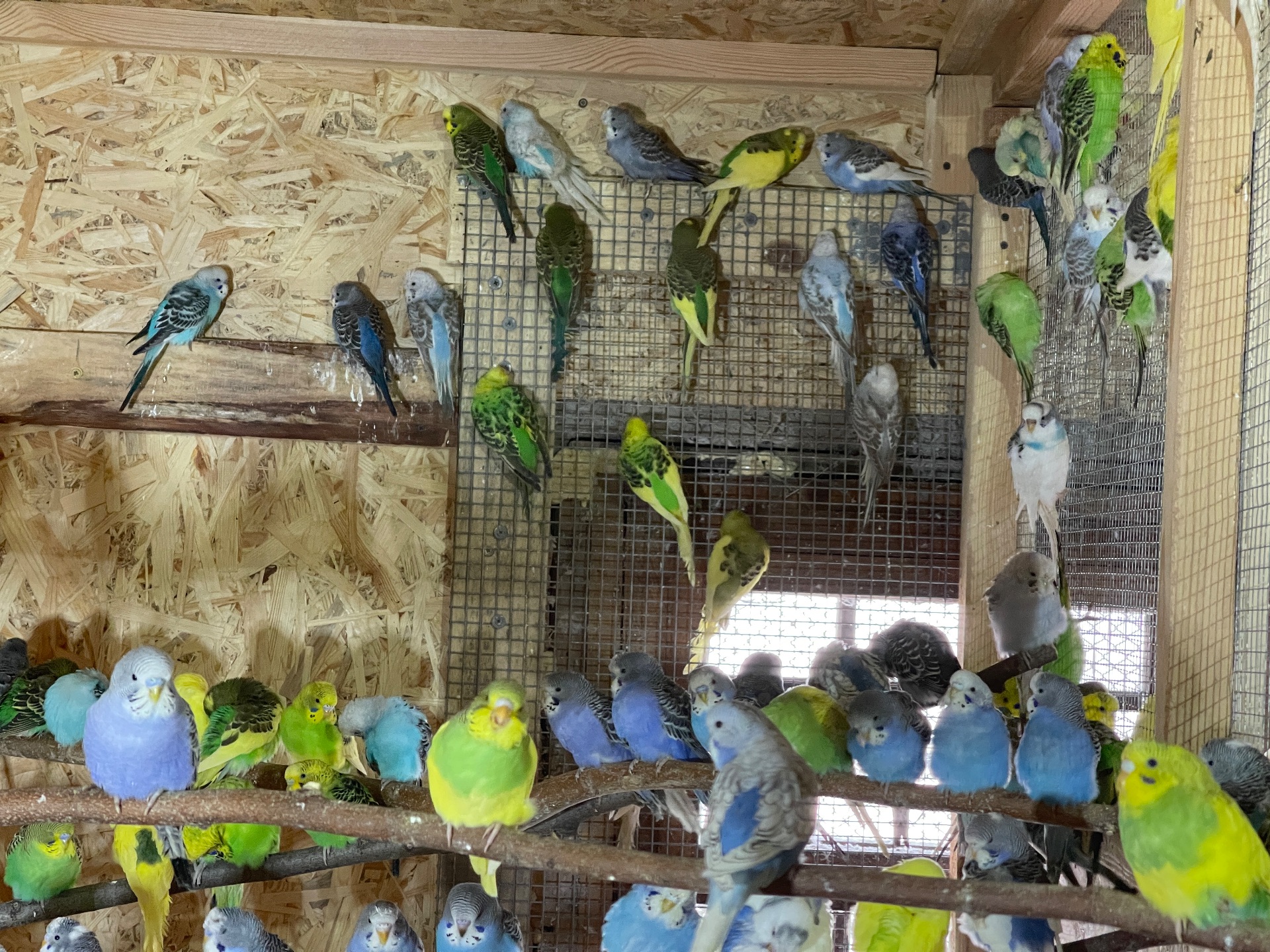 Хвилясті папужки