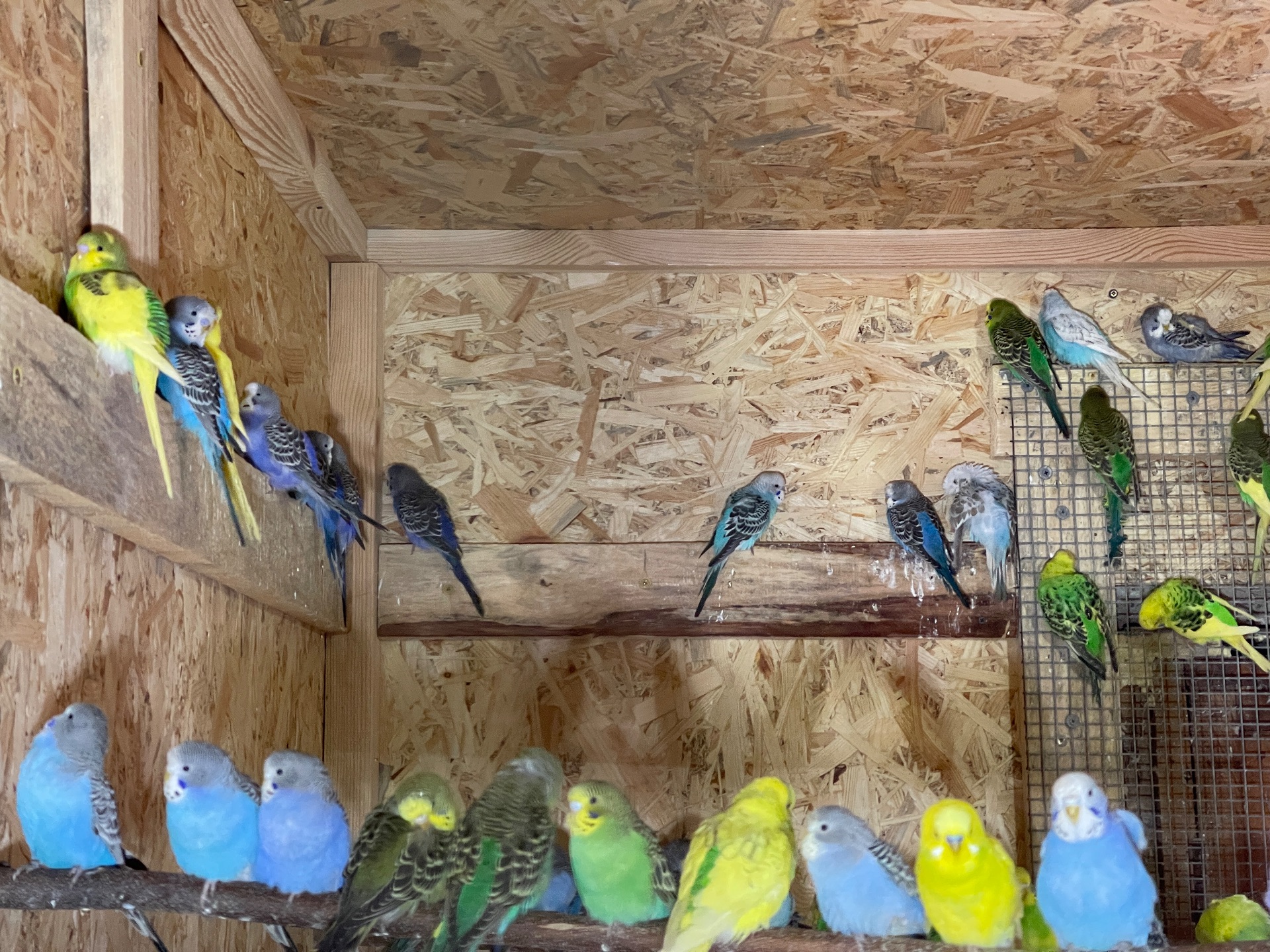 Хвилясті папужки