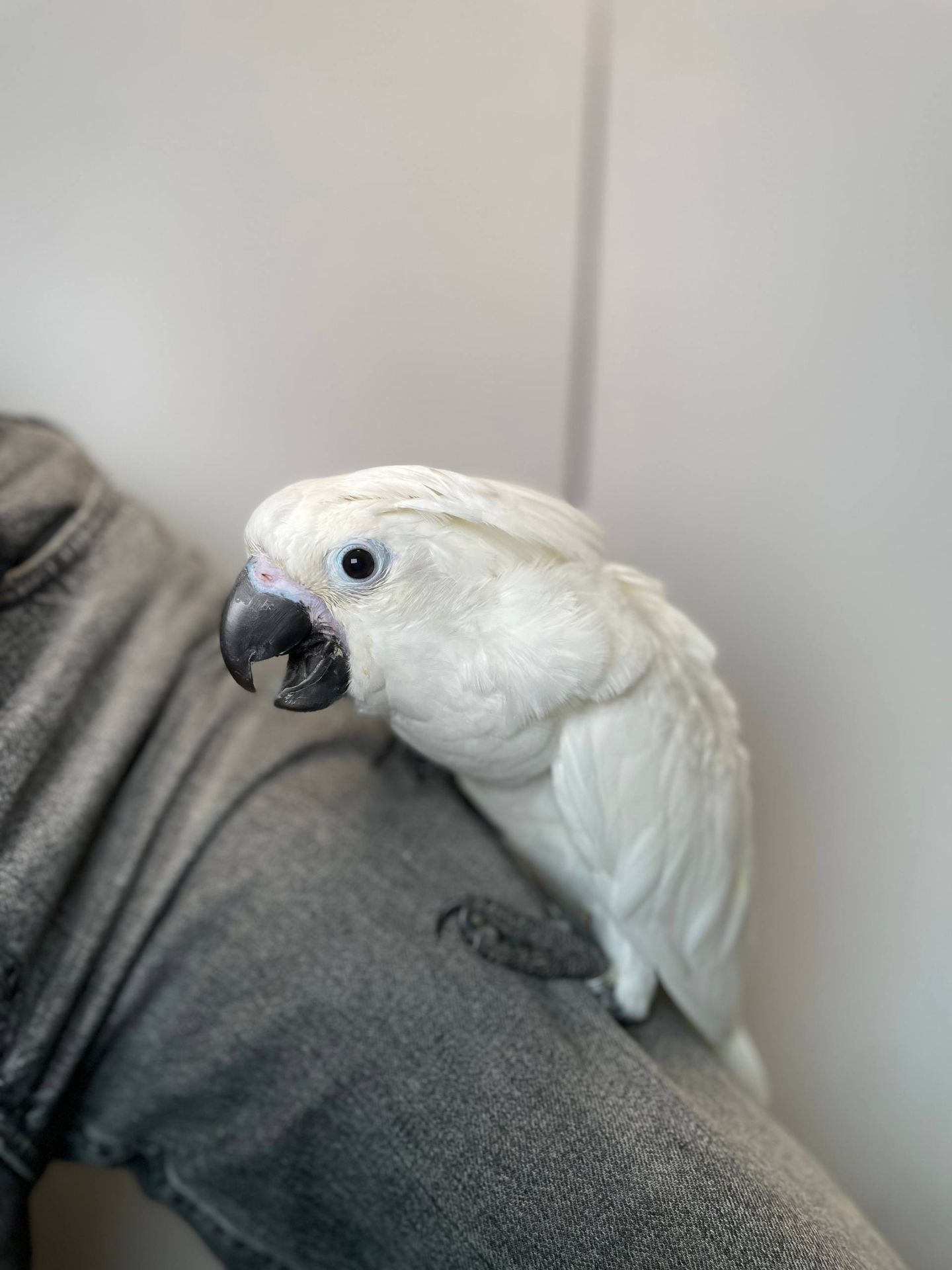 Какаду альба, білий какаду, ручний викормиш какаду, папуга з документами та кільцем