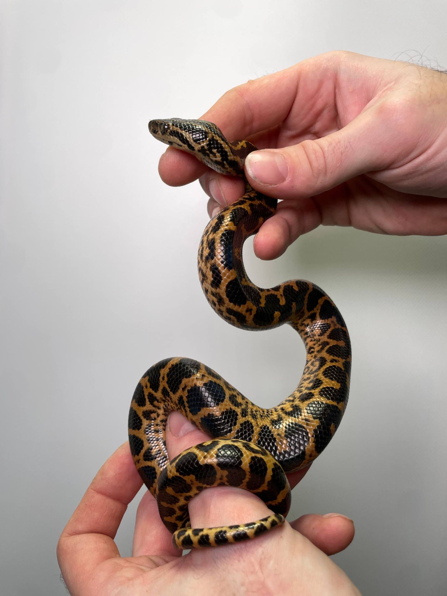 Парагвайська анаконда, карликова змія, домашня анакондажовта анаконда,