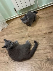 Шотландські чистокровні прямовухі кошенята