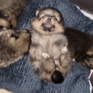 Красивые щенки в поисках новых родителей