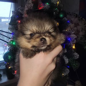 Красивые щенки в поисках новых родителей