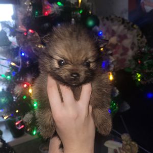 Красивые щенки в поисках новых родителей