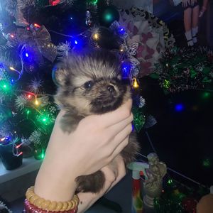 Красивые щенки в поисках новых родителей