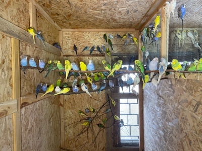 Хвилясті папужки