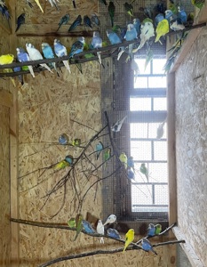 Хвилясті папужки