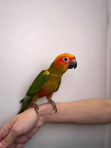 Сонячний аратинга, аратінга жовто-зелений окільцьовані ручні викормиші