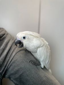 Какаду альба, білий какаду, ручний викормиш какаду, папуга з документами та кільцем