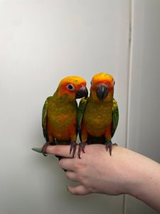 Сонячний аратинга, аратінга жовто-зелений окільцьовані ручні викормиші