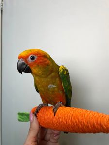 Сонячний аратинга, аратінга жовто-зелений окільцьовані ручні викормиші