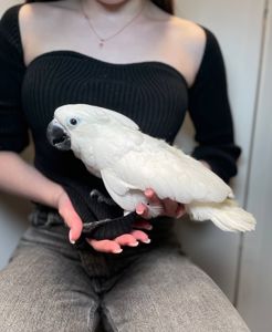 Какаду альба, білий какаду, ручний викормиш какаду, папуга з документами та кільцем